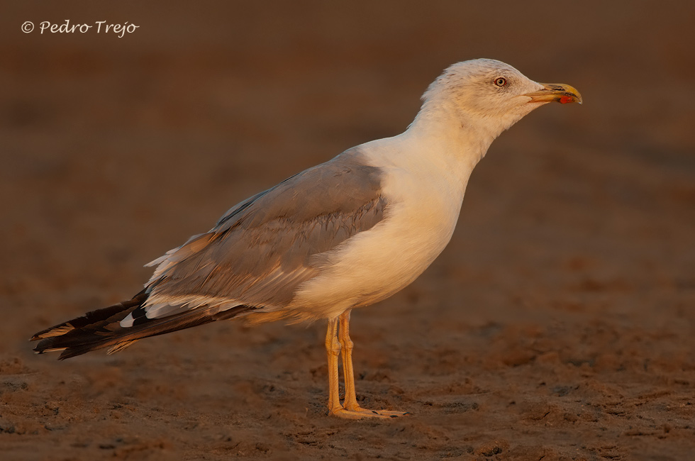 Gaviota patiamarilla (Larus cachinnans)